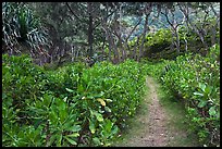 Trail in forest, Waipio Valley. Big Island, Hawaii, USA ( color)