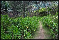Trail in forest, Waipio Valley. Big Island, Hawaii, USA ( color)