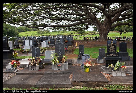 Graves under large tree, Hilo. Big Island, Hawaii, USA (color)