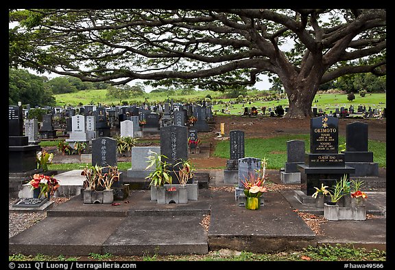 Graves under large tree, Hilo. Big Island, Hawaii, USA