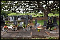 Graves under large tree, Hilo. Big Island, Hawaii, USA (color)