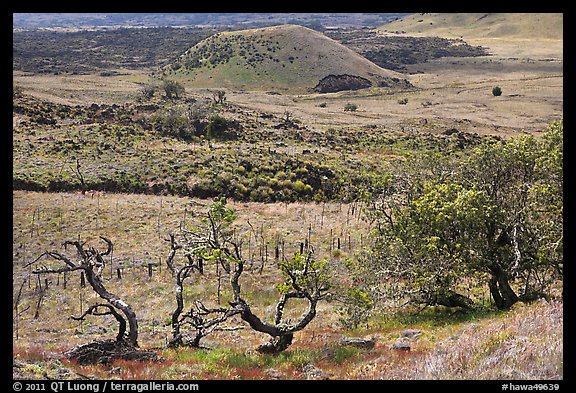 Grassy volcanic hills. Big Island, Hawaii, USA