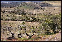 Grassy volcanic hills. Big Island, Hawaii, USA ( color)