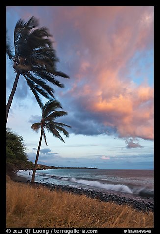 Palm trees on beach sway in breeze at sunset. Lahaina, Maui, Hawaii, USA (color)