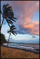 Palm trees on beach sway in breeze at sunset. Lahaina, Maui, Hawaii, USA