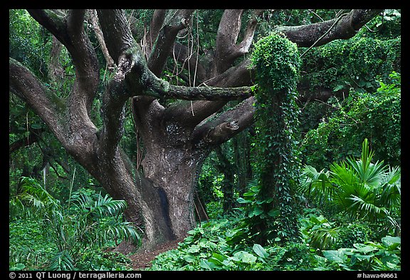 Trees in rainforest. Maui, Hawaii, USA (color)