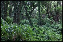 Jungle forest. Maui, Hawaii, USA (color)