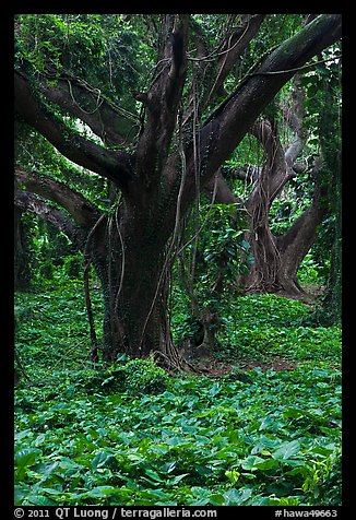 Lianas and rainforest trees. Maui, Hawaii, USA (color)