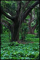 Lianas and rainforest trees. Maui, Hawaii, USA