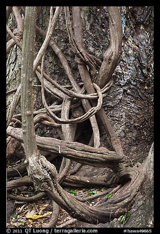 Lianas and tree trunk. Maui, Hawaii, USA (color)