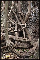 Lianas and tree trunk. Maui, Hawaii, USA ( color)