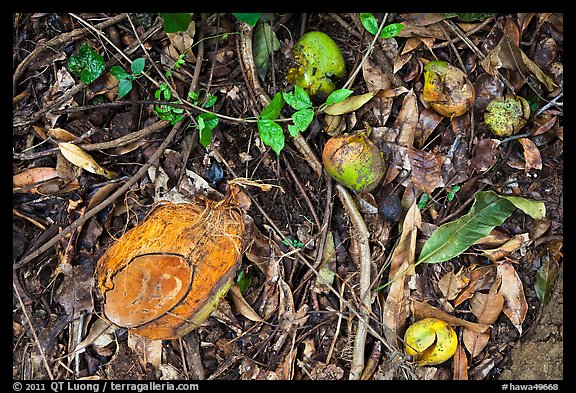 Fallen tropical fruits. Maui, Hawaii, USA (color)