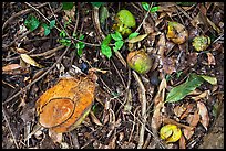 Fallen tropical fruits. Maui, Hawaii, USA