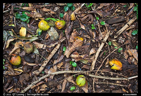 Forest floor close-up with fallen fruits. Maui, Hawaii, USA