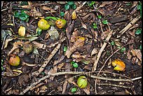 Forest floor close-up with fallen fruits. Maui, Hawaii, USA
