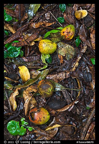 Fallen guava fruits. Maui, Hawaii, USA (color)