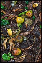 Fallen guava fruits. Maui, Hawaii, USA