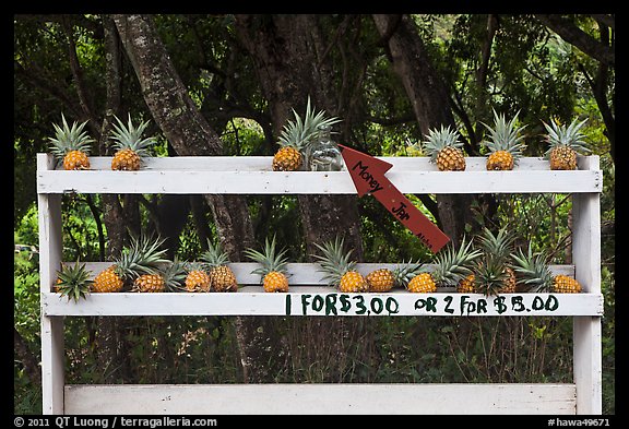 Pineapple self-serve stand. Maui, Hawaii, USA (color)