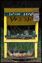 Self-serve fruit stand with pineapples. Maui, Hawaii, USA (color)