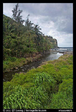 Creek, palm trees, and ocean. Maui, Hawaii, USA (color)