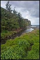 Creek, palm trees, and ocean. Maui, Hawaii, USA (color)