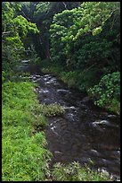 Honokohau creek flowing through forest. Maui, Hawaii, USA ( color)