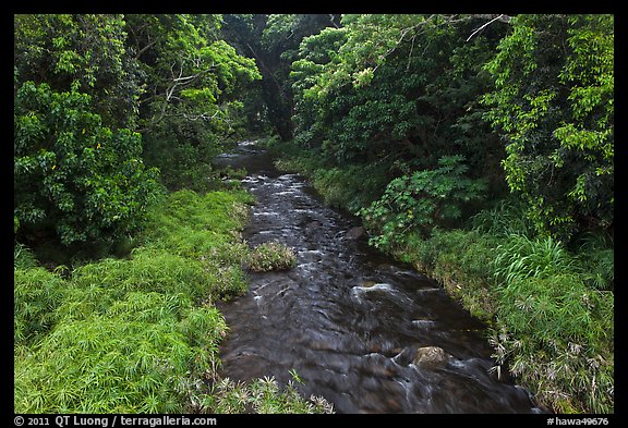 Creek through tropical forest. Maui, Hawaii, USA