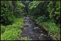 Creek through tropical forest. Maui, Hawaii, USA (color)
