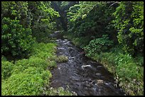 Creek through tropical forest. Maui, Hawaii, USA