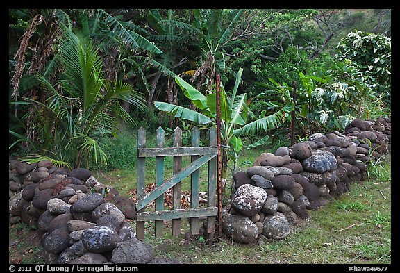 Tropical garden delimited by low stone walls. Maui, Hawaii, USA