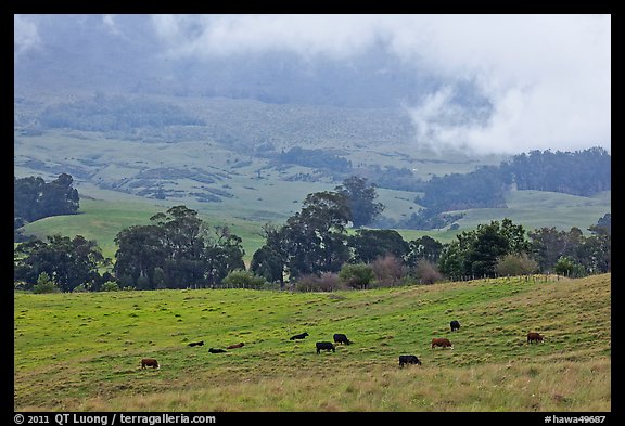 High country pastures with cows. Maui, Hawaii, USA