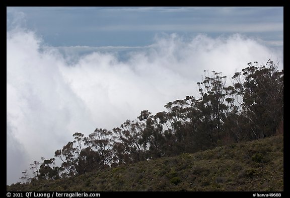 Row of trees above clouds. Maui, Hawaii, USA