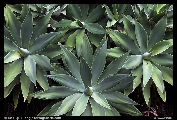 Cluster of agaves. Maui, Hawaii, USA (color)