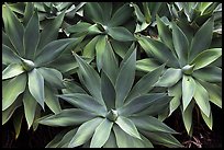 Cluster of agaves. Maui, Hawaii, USA