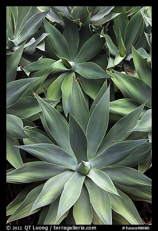 Agave plants. Maui, Hawaii, USA (color)