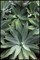 Agave plants. Maui, Hawaii, USA