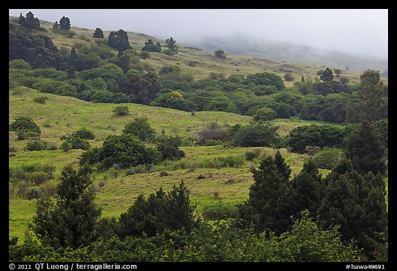 Cool hills above Keokea Park. Maui, Hawaii, USA