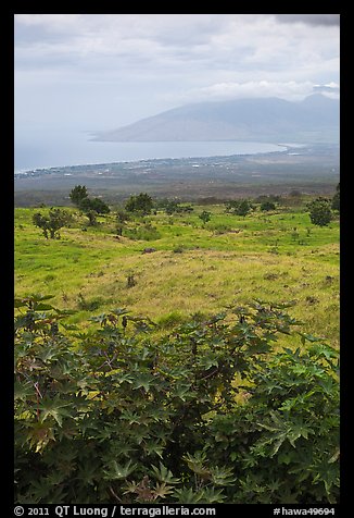 West Maui seen from high country hills. Maui, Hawaii, USA (color)