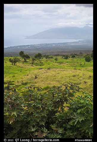 West Maui seen from high country hills. Maui, Hawaii, USA
