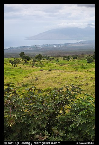 West Maui seen from high country hills. Maui, Hawaii, USA