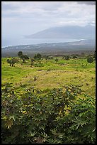 West Maui seen from high country hills. Maui, Hawaii, USA ( color)