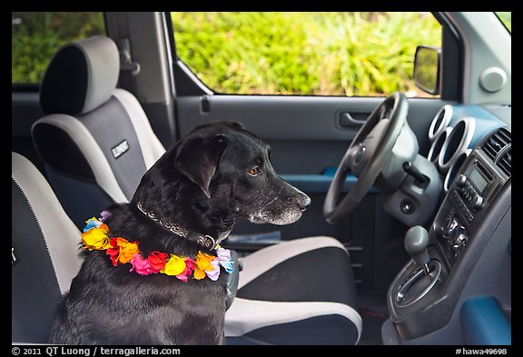 Dog with lei sitting in car. Maui, Hawaii, USA