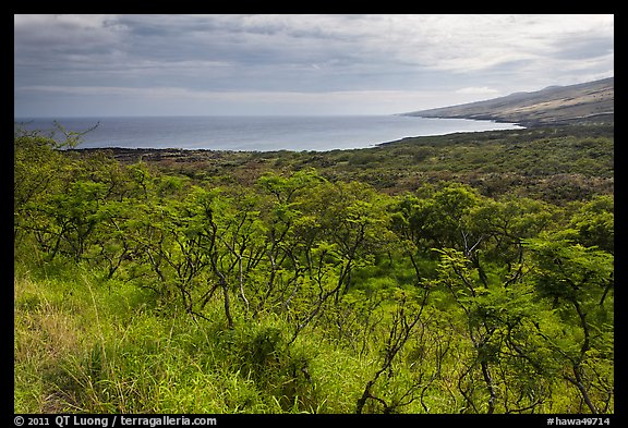 Mamalu Bay seen from verdant hills. Maui, Hawaii, USA