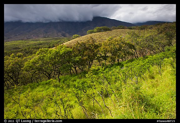 Dryland vegetation on hillside. Maui, Hawaii, USA (color)