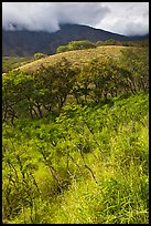 Shrubs and trees on hillside near Kaupo. Maui, Hawaii, USA