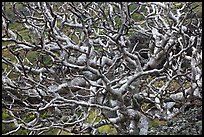 Bare twisted and ramified tree branches. Maui, Hawaii, USA (color)