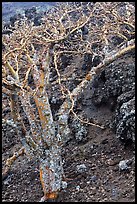 Tree and lava field. Maui, Hawaii, USA ( color)