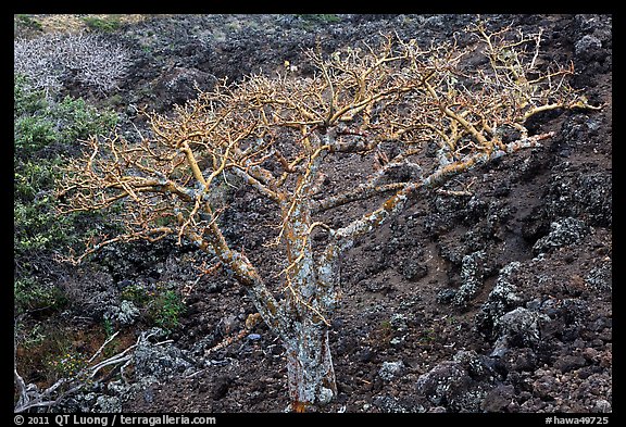 Hawaiian tree and lava rock. Maui, Hawaii, USA