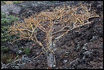 Hawaiian tree and lava rock. Maui, Hawaii, USA