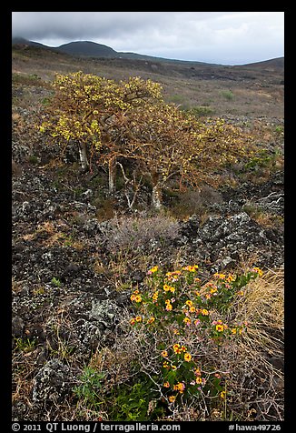 Flowers and tree in lava flow. Maui, Hawaii, USA